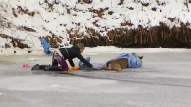 Tuvieron que rescatar al ciervo