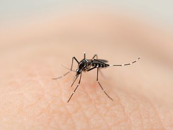 Se multiplican los casos de dengue en todo el pa&iacute;s