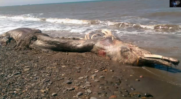 Encuentran una extraña criatura en la isla rusa de Sajalín