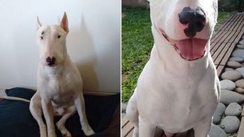salio a caminar por su barrio, le robaron el perro y lo recupero salio a caminar por su barrio, le robaron el perro y lo recupero