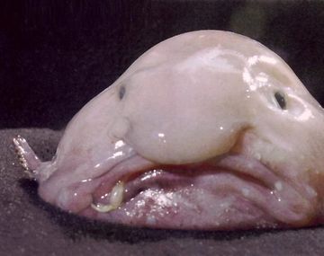 Un pez particularmente asqueroso, pero que merece ser salvado