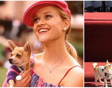 Murió el perro chihuahua de Legalmente rubia