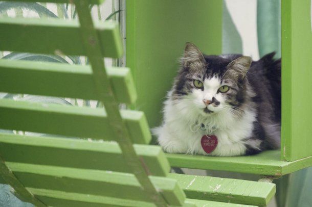 Día internacional del gato