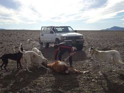 polemica por un video que muestra a un hombre torturando a un guanaco polemica por un video que muestra a un hombre torturando a un guanaco