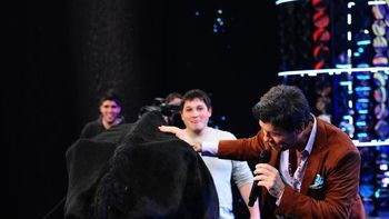 tinelli ordeno mal una vaca y no obtuvo leche, sino otra cosa tinelli ordeno mal una vaca y no obtuvo leche, sino otra cosa