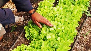 El sector agropecuario fue en el que se dieron las caídas más grandes. El sector agropecuario fue en el que se dieron las caídas más grandes.