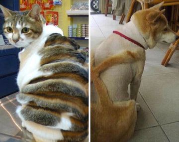 ¿Crueldad o moda original? Los cortes de pelo más extraños para animales