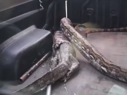VIDEO: Una serpiente expulsa un lagarto de 1,5 metros que había digerido