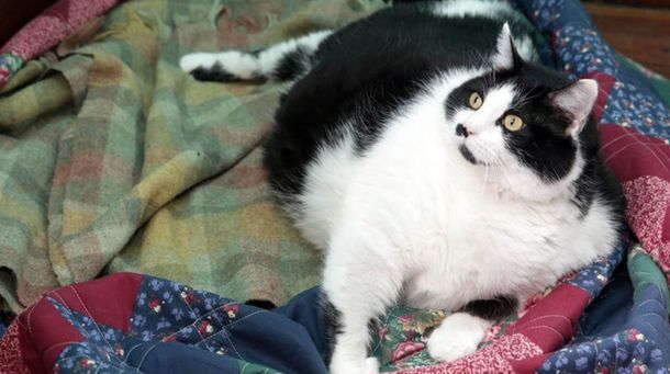 Preocupa una gata que es obesa y alcanzó los 15 kilos