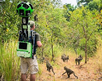 Street View permite caminar entre chimpancés