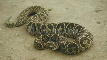 Vívora yarará mordió niña en Córdoba. Imagen de archivo Vívora yarará mordió niña en Córdoba. Imagen de archivo