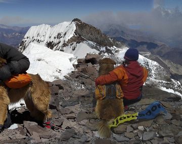 La historia de Oro, el perro guía