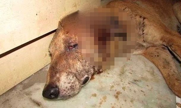 VIDEO: Este perro trataba de morir tranquilo pero ocurrió un milagro