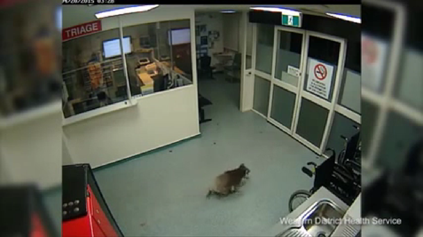 VIDEO: Mirá al koala que pasea por un hospital como si fuese su casa