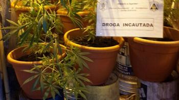 vendia productos de limpieza pero tenia marihuana vendia productos de limpieza pero tenia marihuana