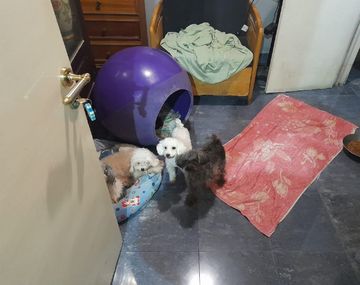 Rescatan 24 perros de un criadero ilegal de Caballito