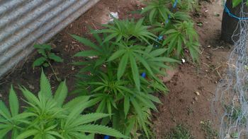 detienen a un hombre que tenia un invernadero de marihuana y armas en bahia blanca detienen a un hombre que tenia un invernadero de marihuana y armas en bahia blanca