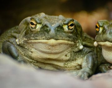 Ya se ofrecen sapos en la Web por el dengue