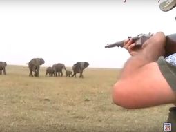 La reacción de los elefantes cuando cazadores matan a su líder