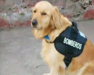 Almendra, la perra rescatista