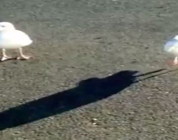 Así baila una gaviota a cambio de comida