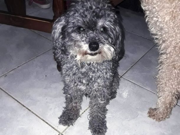 Un nene con autismo ofreció su bicicleta para que le devuelvan a Tito, su perro caniche