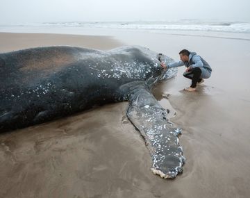 Murió la ballena que estaba encallada en Punta Mogotes