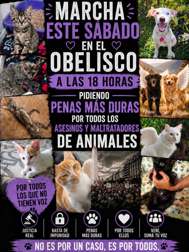Piden justicia en el Obelisco por los gatos asesinados en Recoleta Piden justicia en el Obelisco por los gatos asesinados en Recoleta