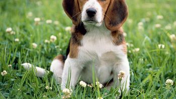 polemica por una universidad que lastimo y sacrifico a seis perros beagle polemica por una universidad que lastimo y sacrifico a seis perros beagle