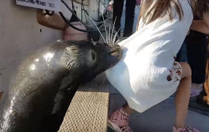 Un león marino atacó a una niña y la arrastró al agua