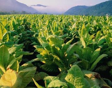 La planta de tabaco podría ser la clave para combatir las células cancerígenas