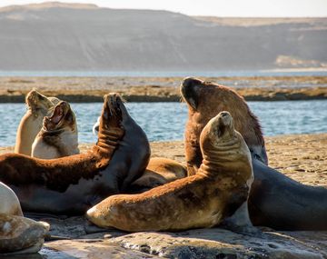 Los lobos marinos, en Puerto Pirámides