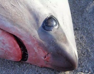 Los dos machos eran tiburones azotadores