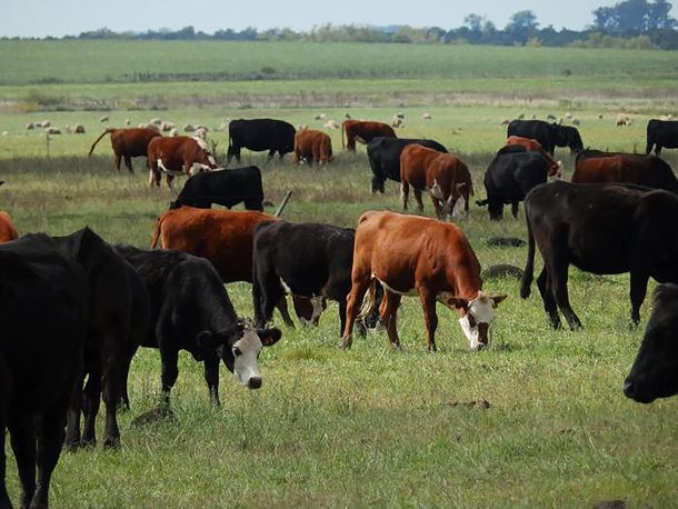Uruguay tiene casi 12 millones de cabezas de ganado.