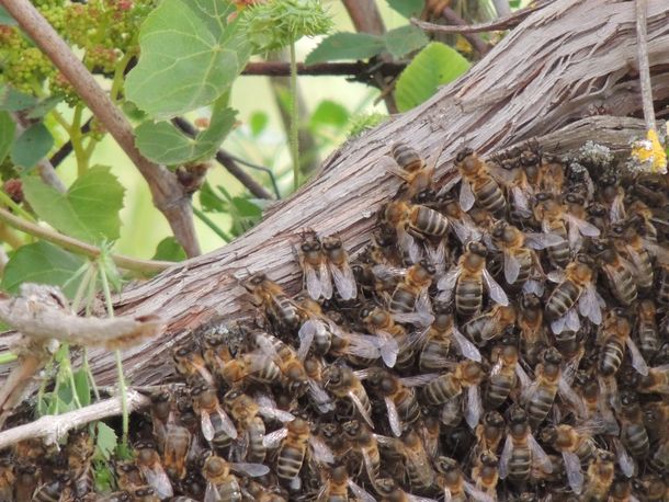 Abejas asesinas: un enjambre de abejas atacó personas y mató animales en Santiago del Estero