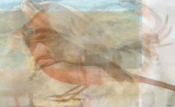 Lo que más valoras en una relación según el animal que veas primero.