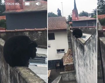 Mono suelto en Quilmes