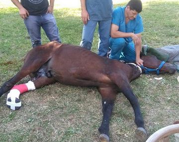 Los voluntarios de Mi reino por un caballo, asistiendo a una yegua luego de ser operada.