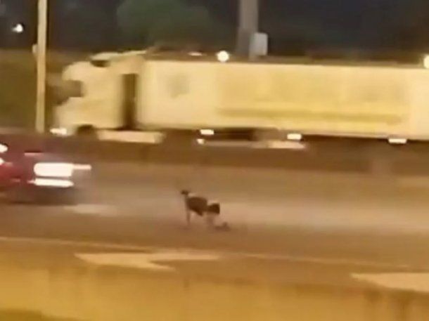 Chocó e intentó suicidarse en la Panamericana: cuál es su situación judicial