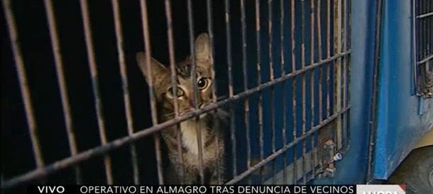 Una mujer vivía con más de 40 gatos en un departamento en Almagro
