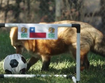 La Copa América ya tiene su pulpo Paul: un zorro chileno