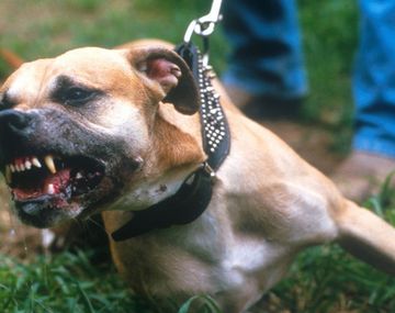 La mató un pitbull al que le había pegado