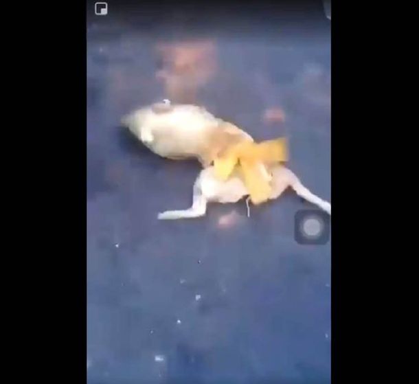 VIDEO: Hinchas de River revolearon a un lechón muerto en Libertador