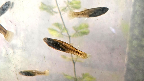 La UBA entrega gratuitamente peces que mantienen al mosquito del dengue alejado de piscinas y estanques