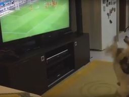video: mira al perro fanatico que grita los goles de su equipo video: mira al perro fanatico que grita los goles de su equipo