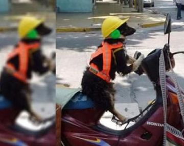 El perro viaja con casco, chaleco y orejeras