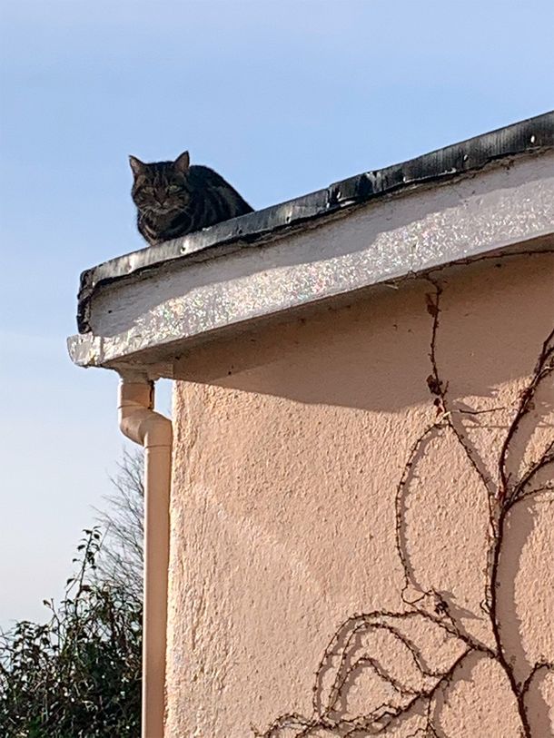 Acá está el culpable