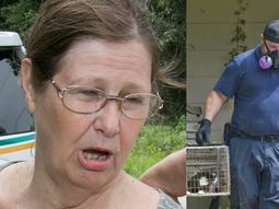 un juez le prohibio a una mujer tener gatos tras rescatar 102 de su casa un juez le prohibio a una mujer tener gatos tras rescatar 102 de su casa