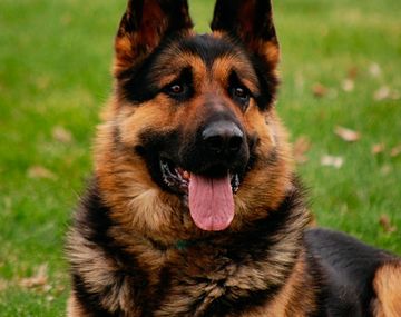 Sin corazón: así dos delincuentes se robaron una cachorra de una casa