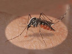 Dengue